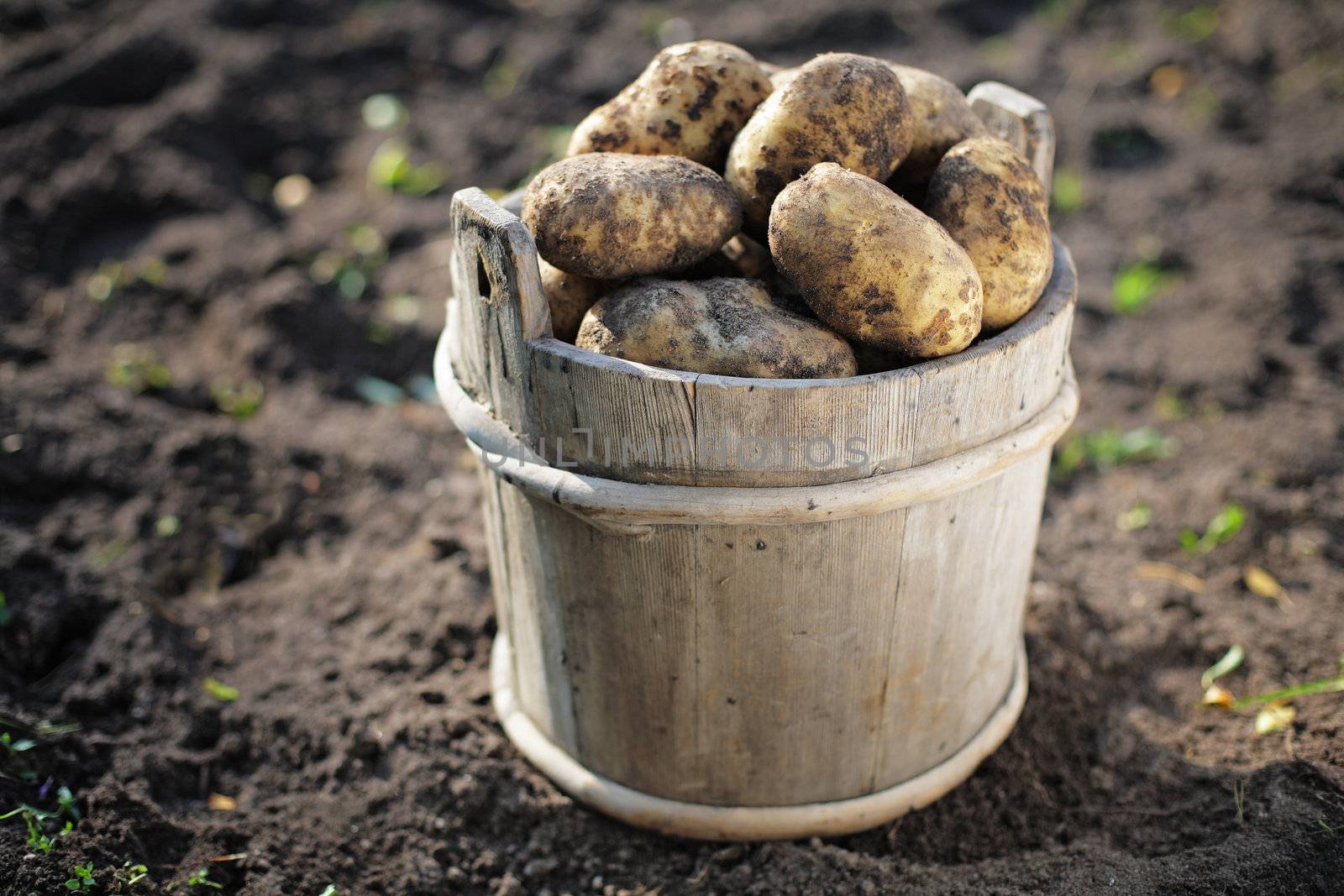 Harvested potatoes in an old wooden bucket