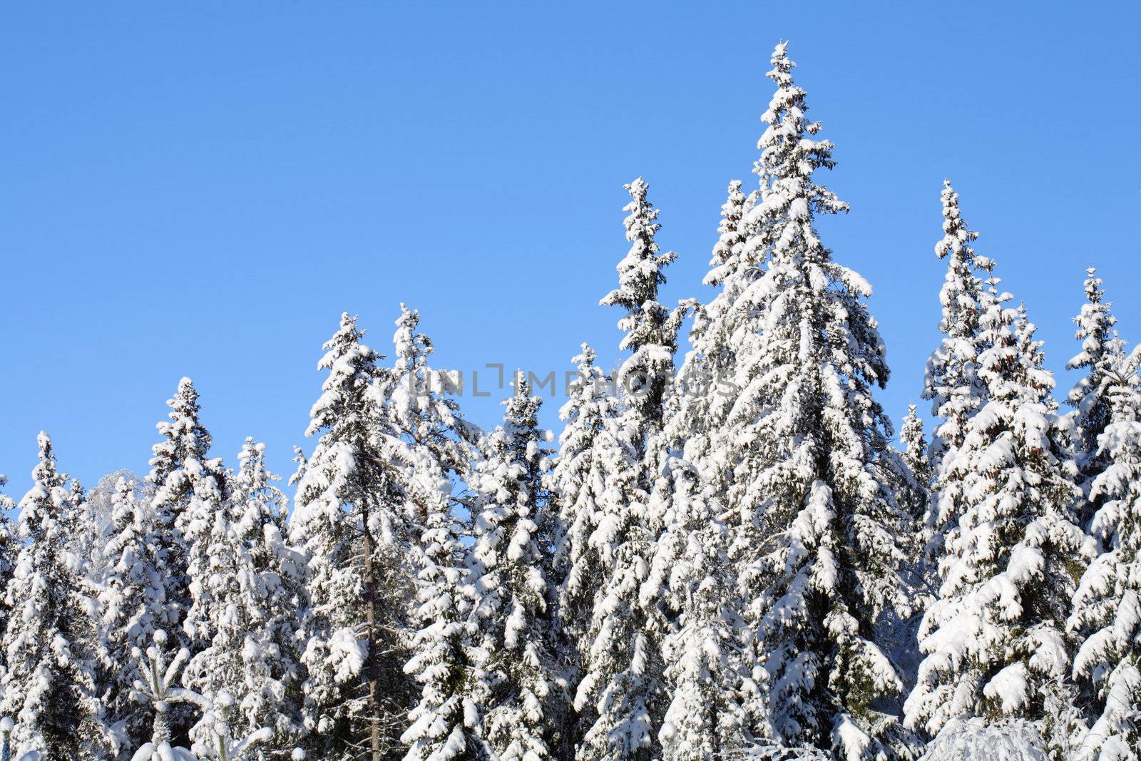 A Spruce forest in winter