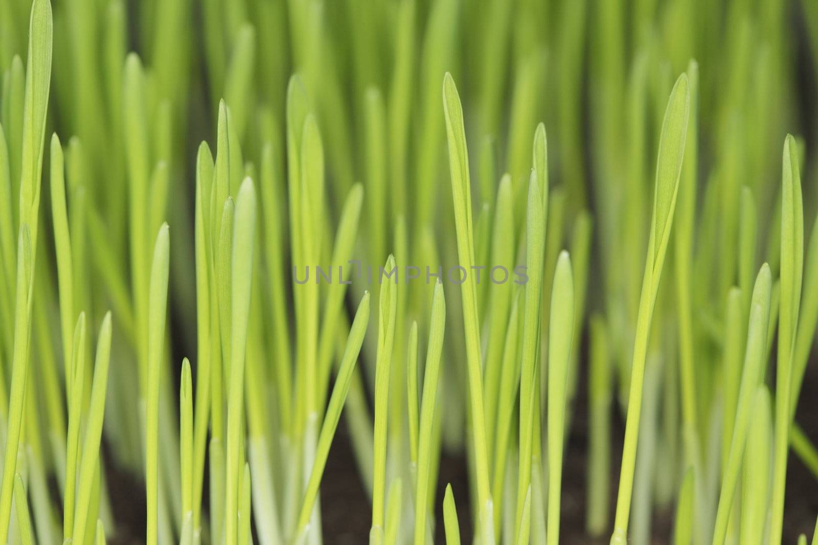 Barley seedlings by Stocksnapper