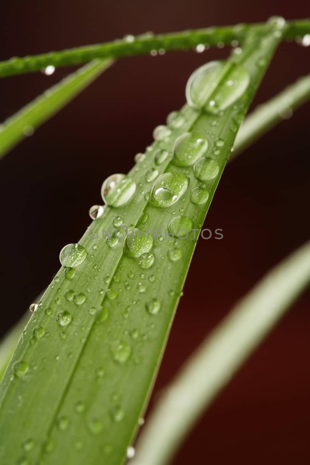 Droplets on a leaf by Stocksnapper