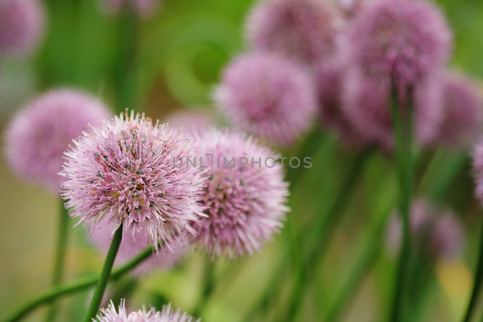 Chives onion plant blossoming. Short depth of field.