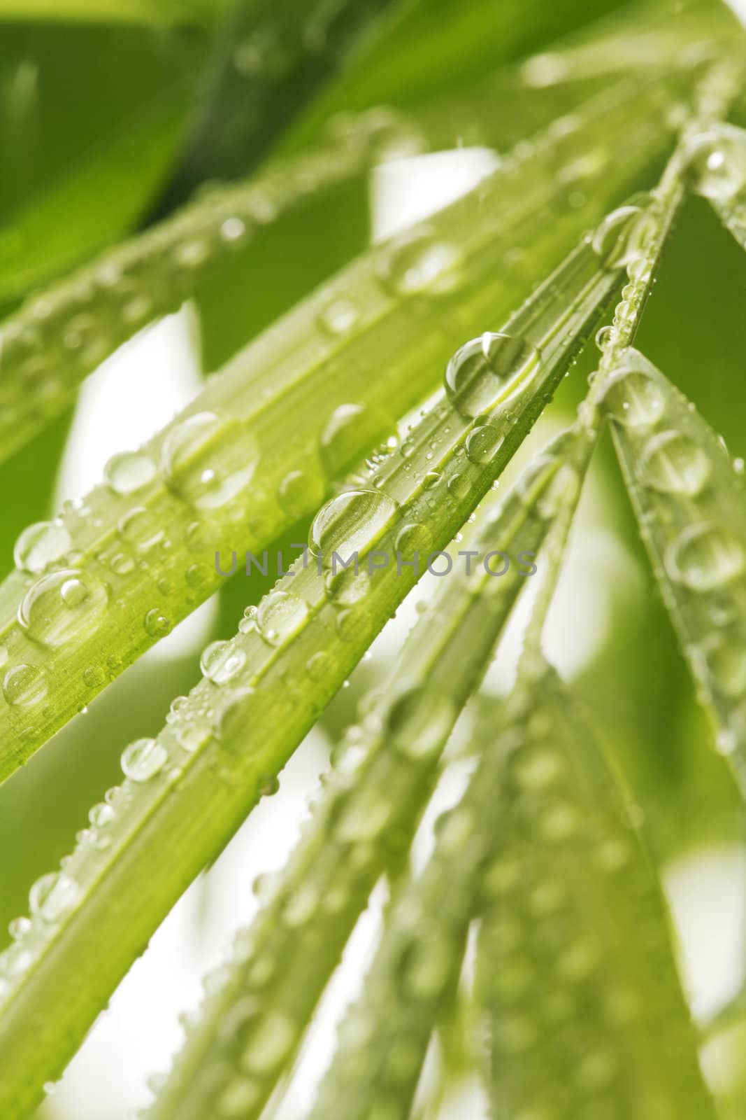 Water beads on green plant leaves