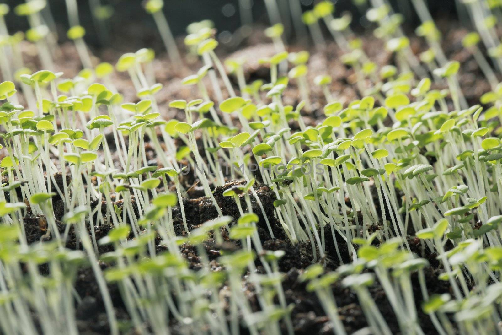 Thyme seedlings by Stocksnapper