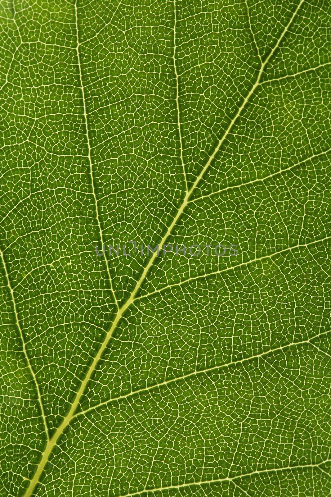 Leaf texture by Stocksnapper