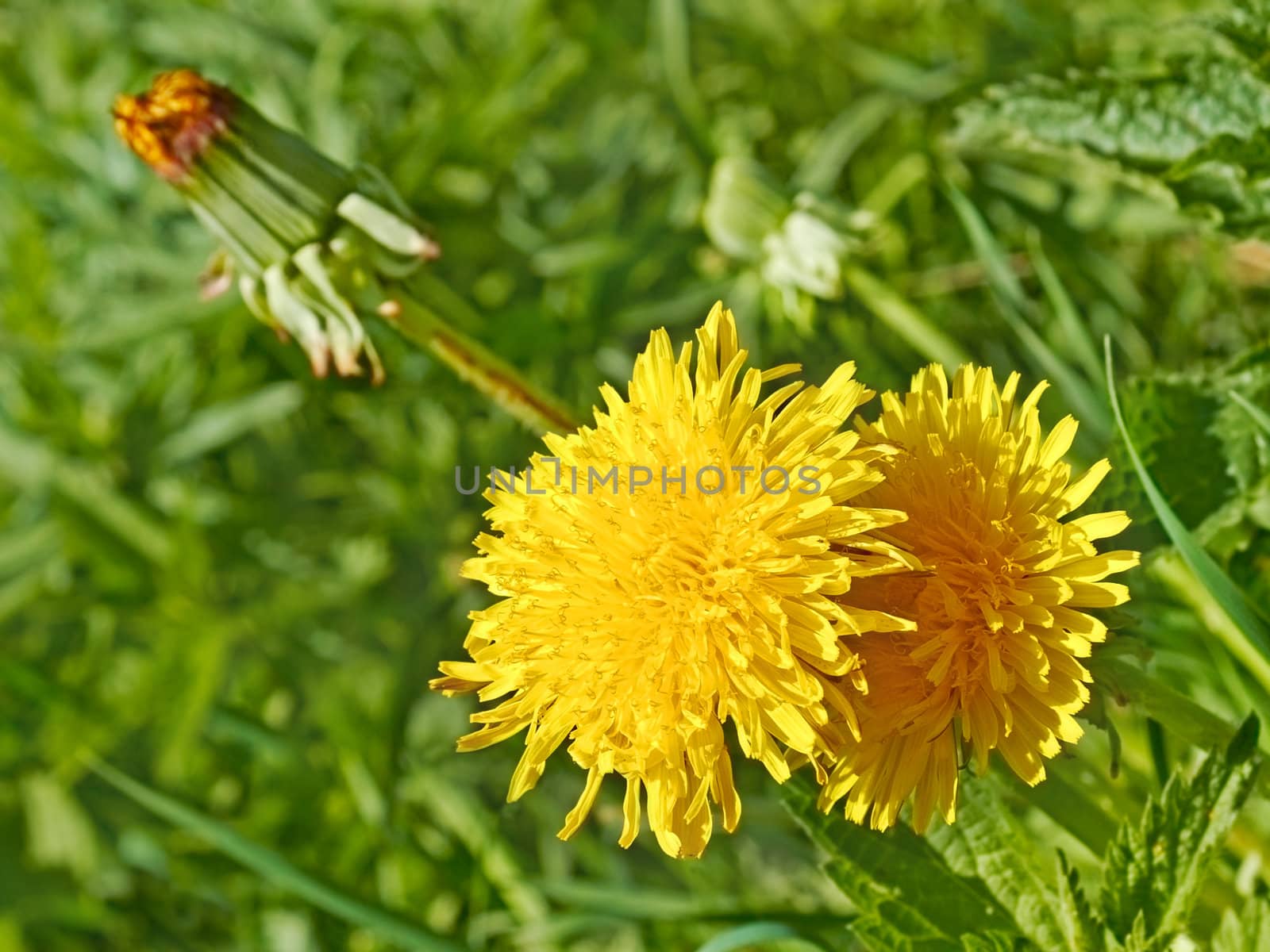 Flowering yellow dandelions growing in the meadow