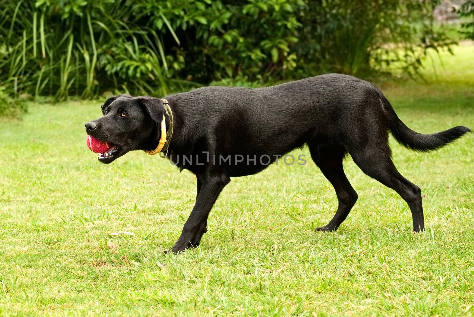 Black male australian kelpie working dog playing with red ball