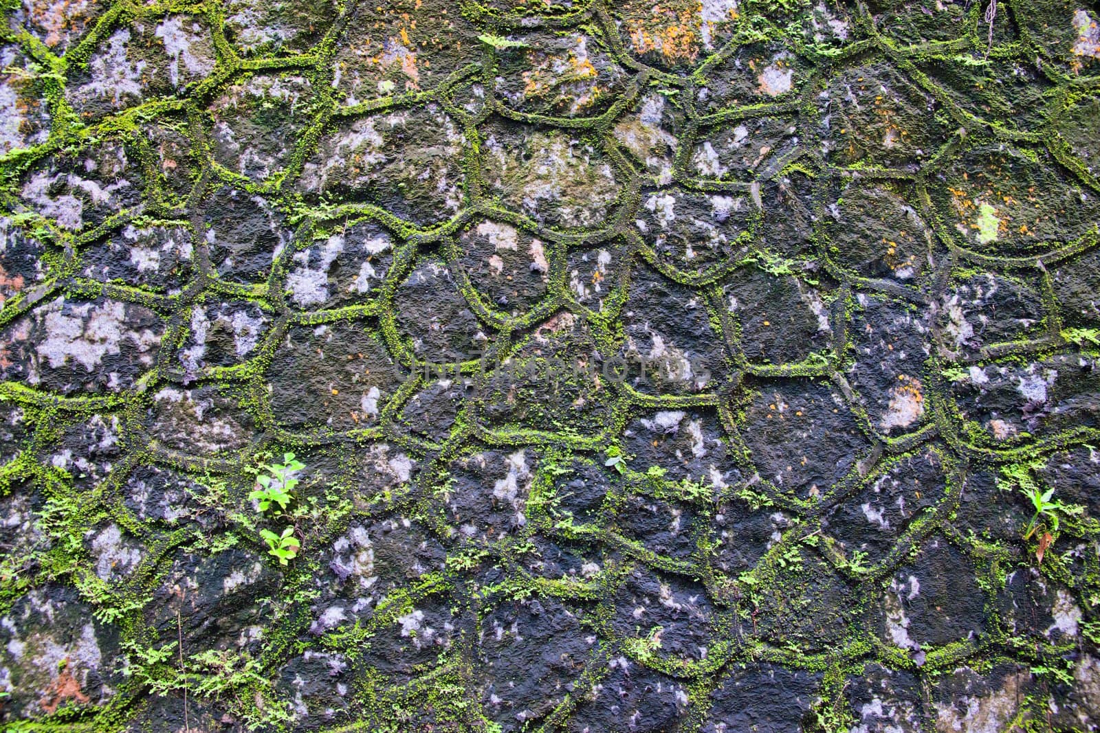 green moss growing through the gaps of stone wall background