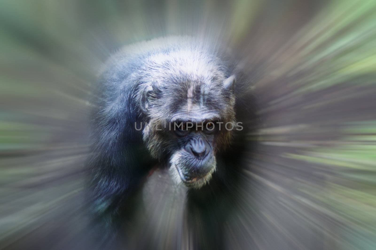 Monkey in focus by photochecker