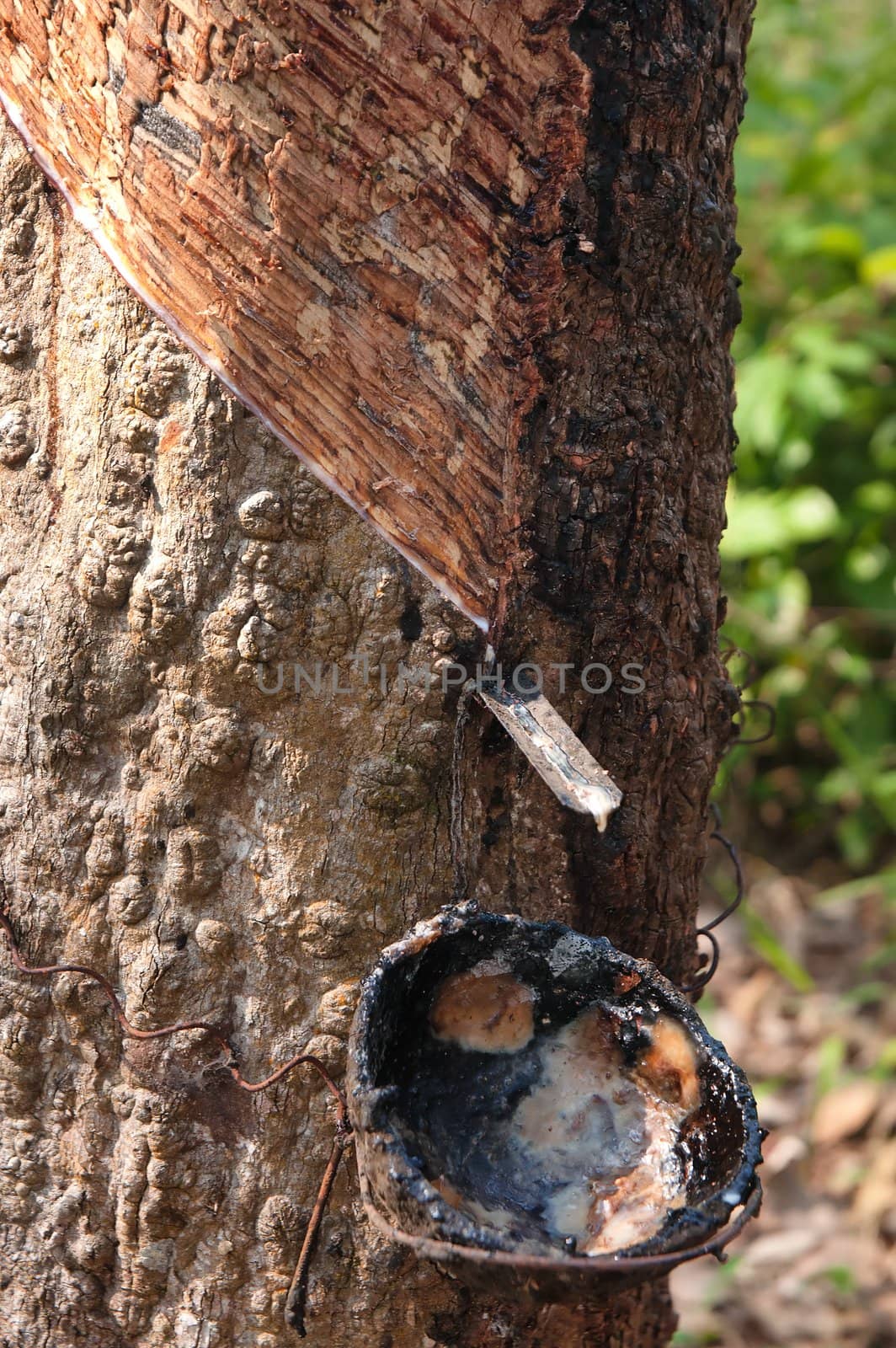 bowl collecting the sap from rubber trees