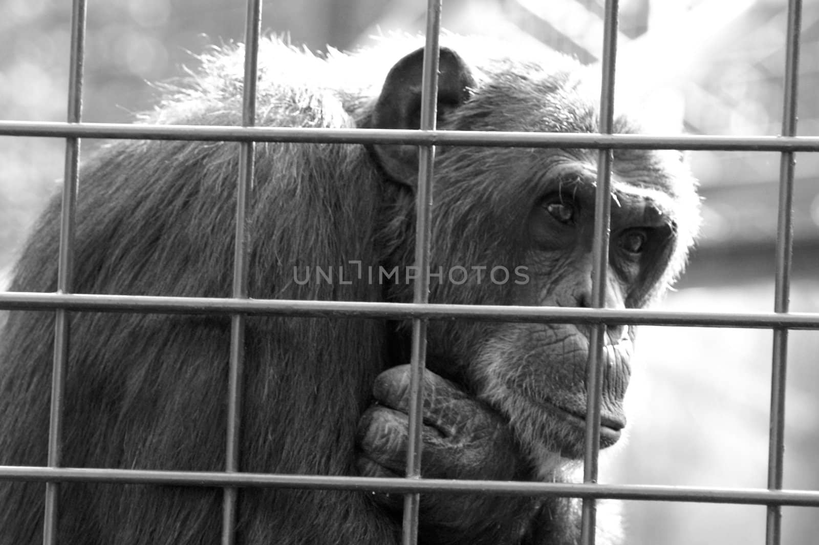 Monkey in a cage thinking by photochecker