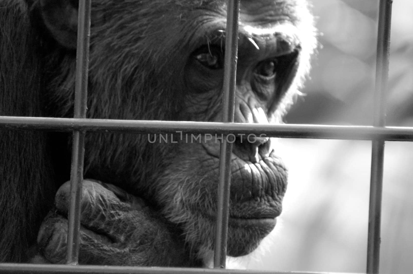 Monkey behind bars by photochecker