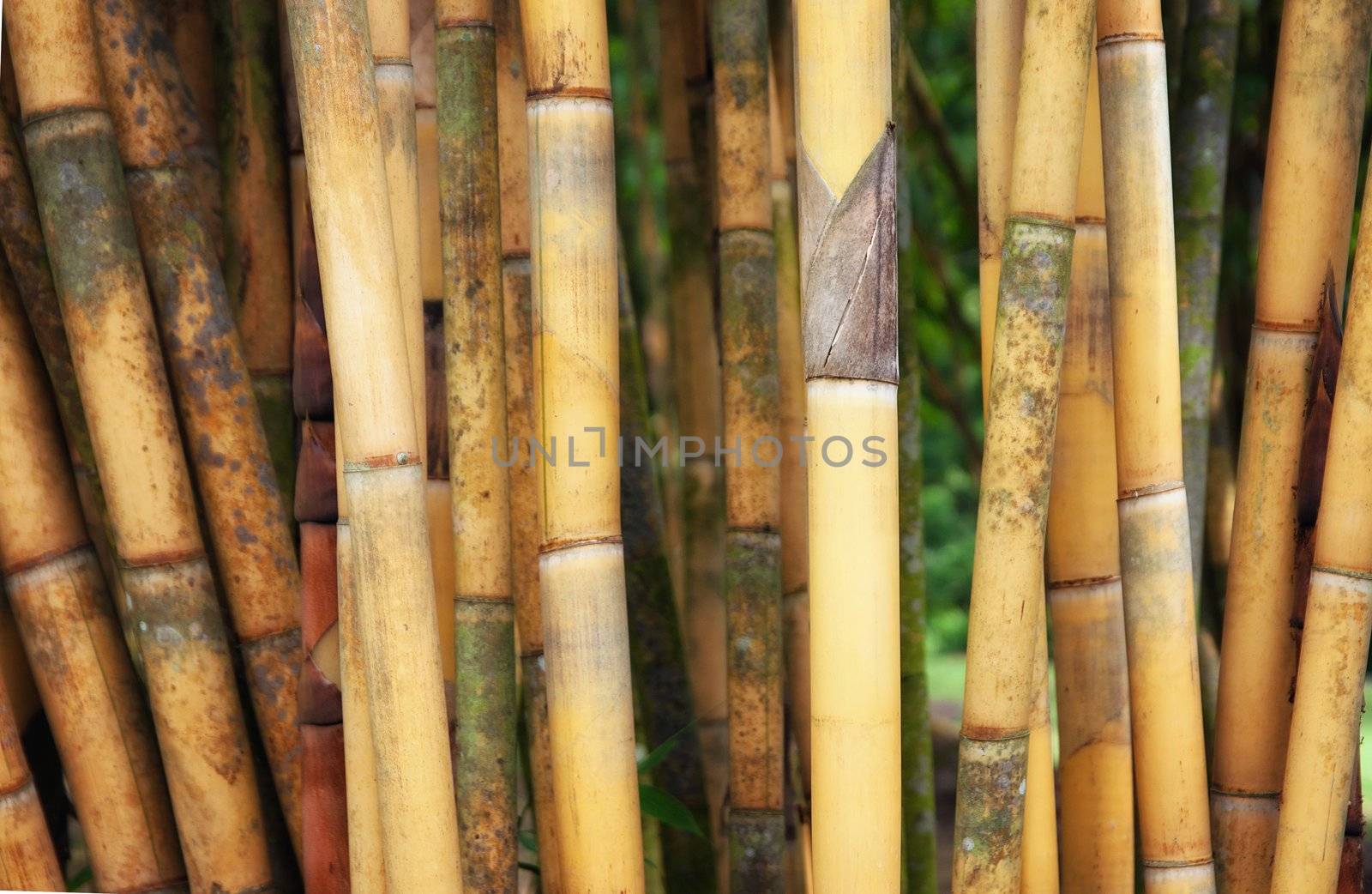 some tall yellow bamboo plants in singapore