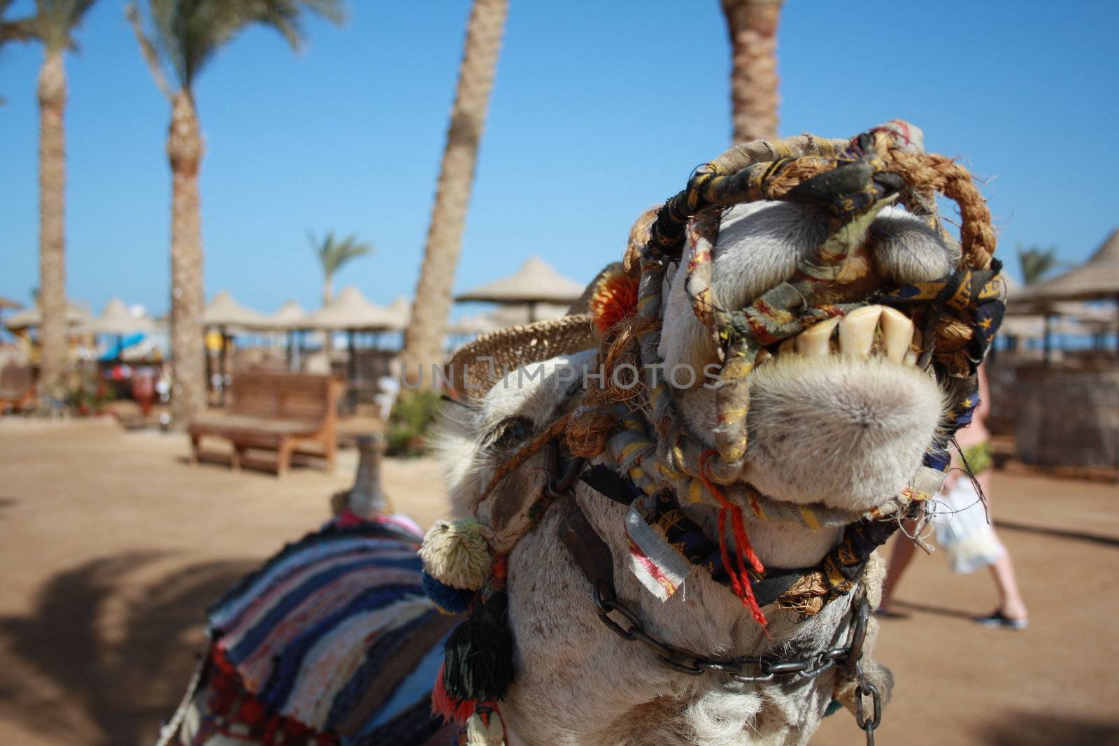 camel by photochecker