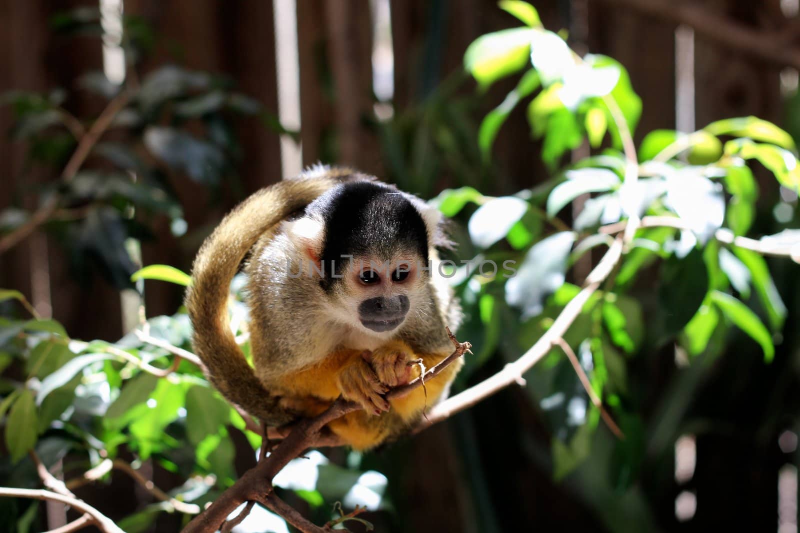 Common Marmoset (Callithrix jacchus jacchus) sitting on a Branch at World of Birds