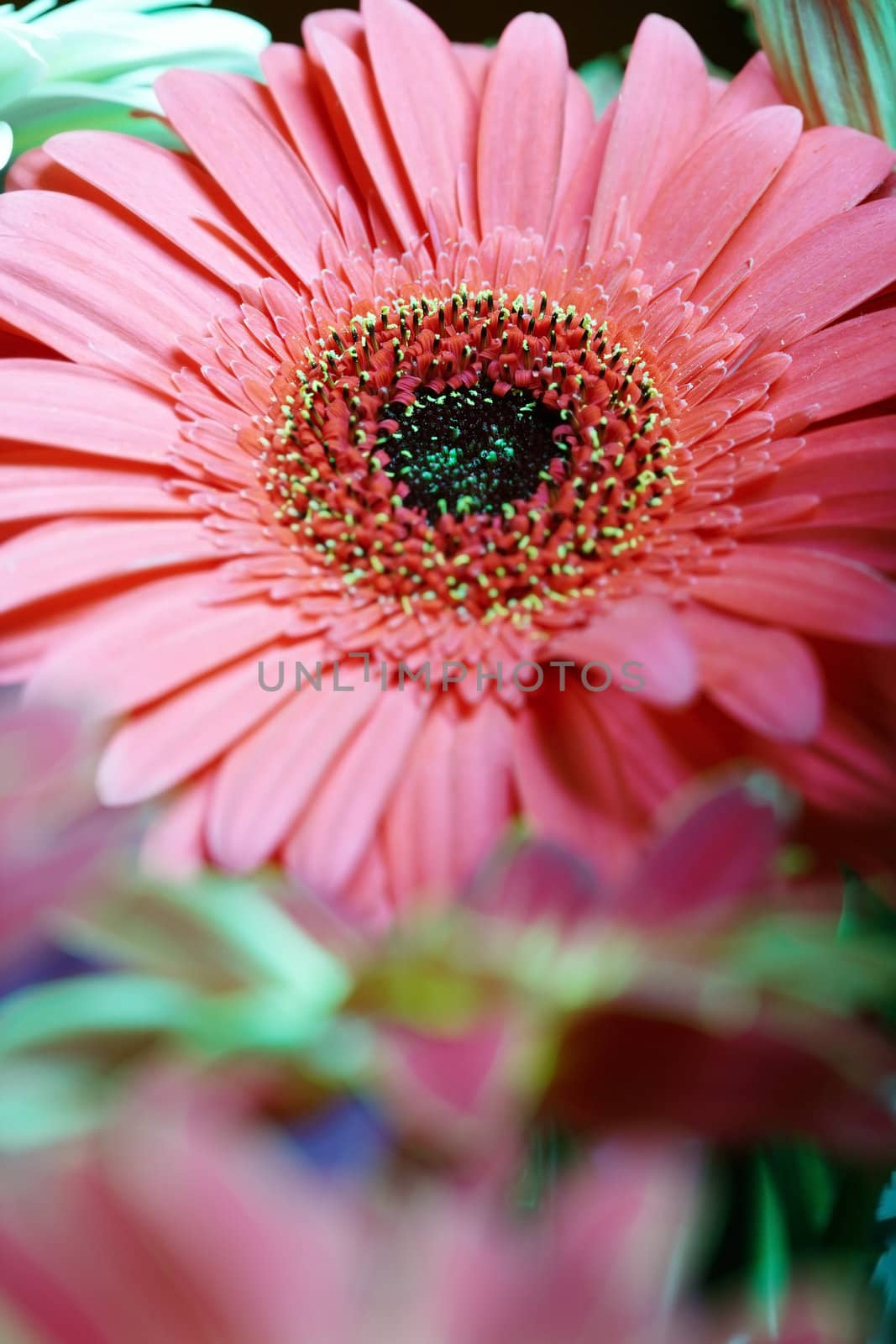 Close-up photo of the red chrysanthemum. Natural light and colors