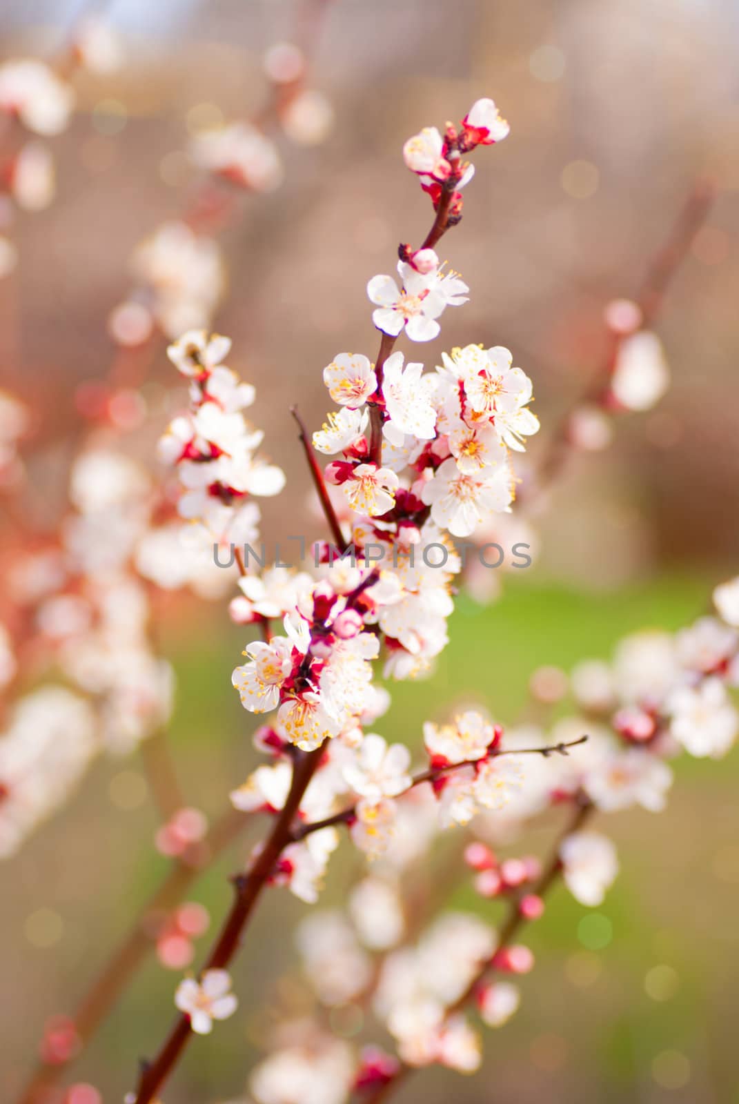 Spring blossom: branch of a blossoming apple tree on garden background