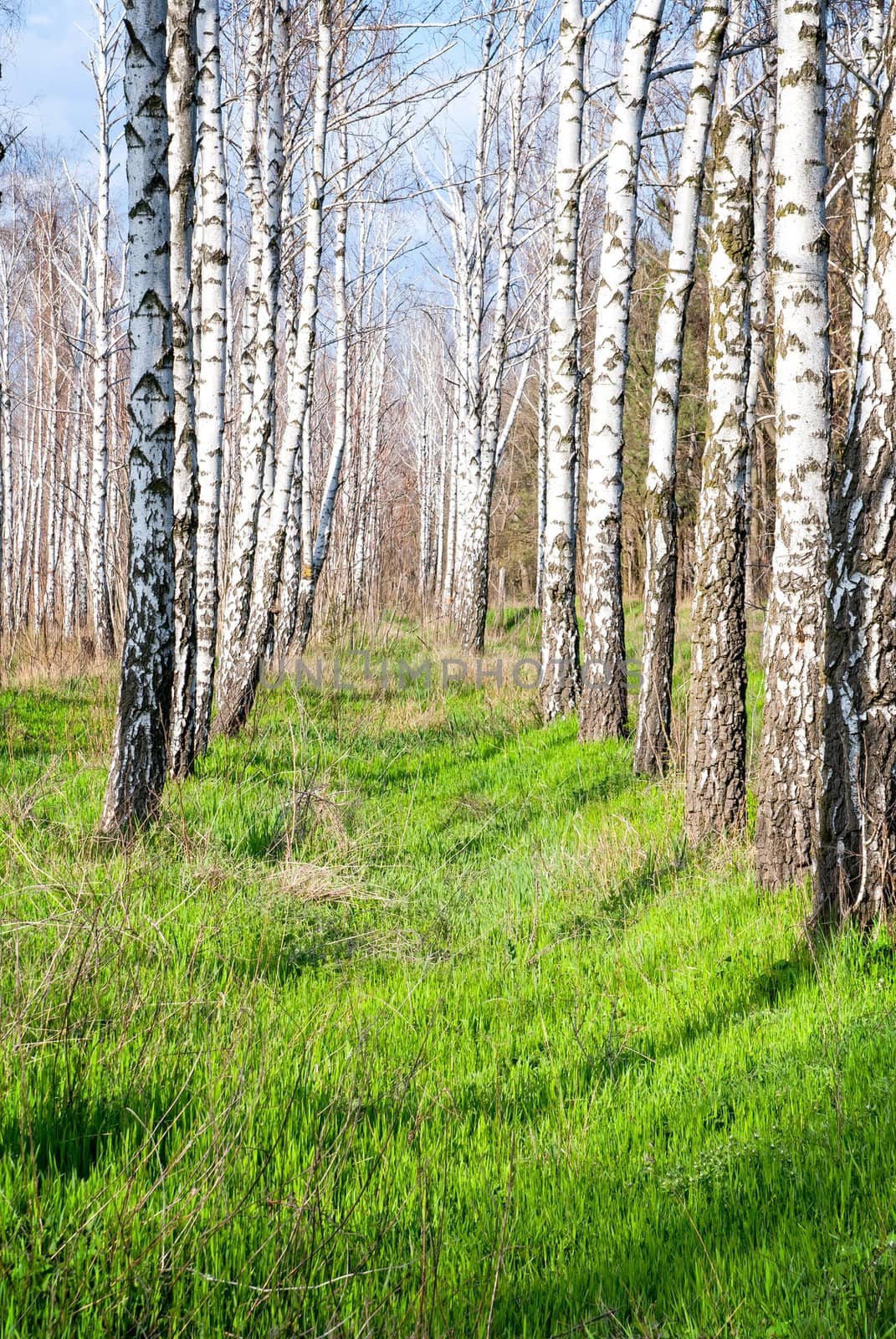 birch forest in the spring by Zhukow