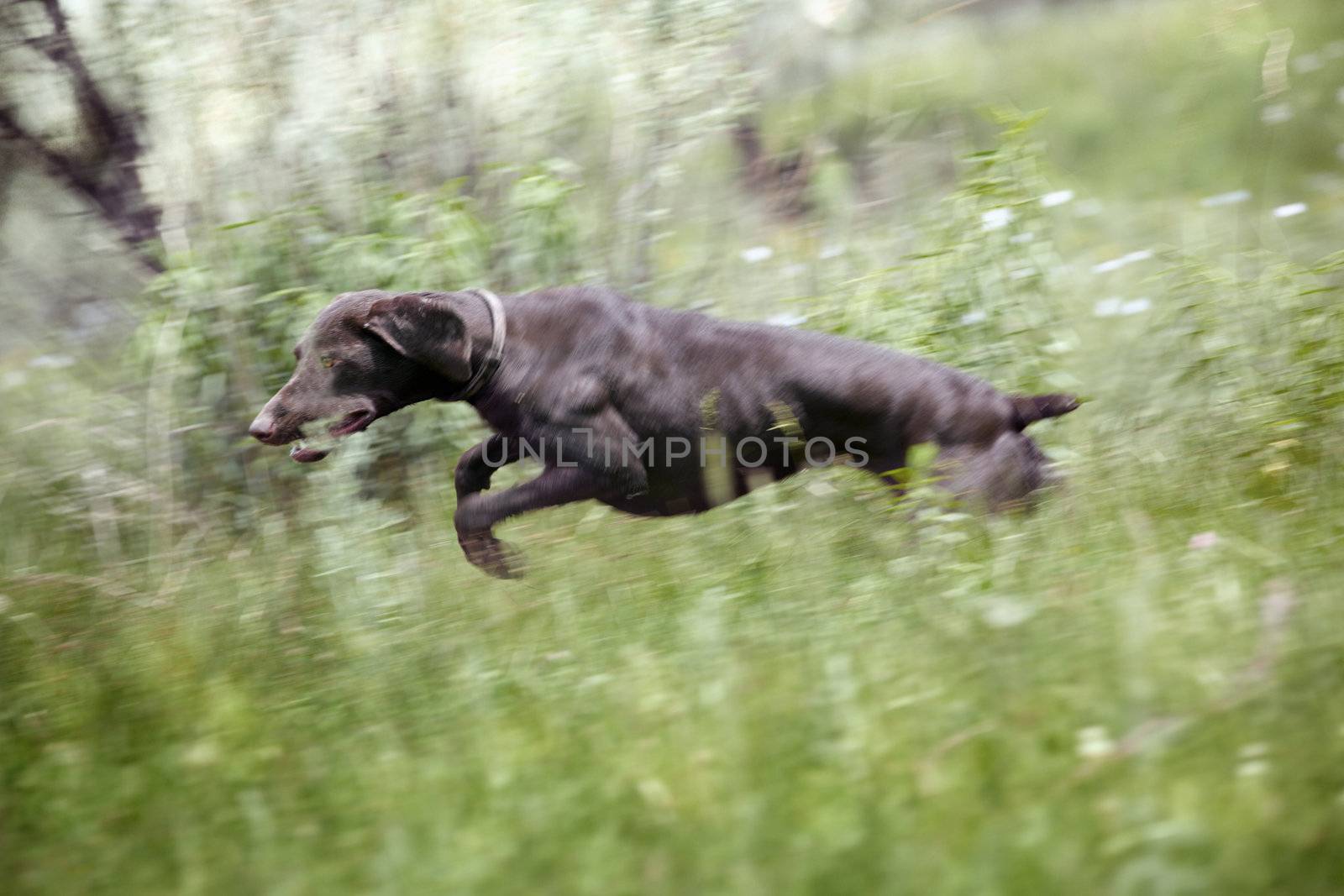 Young German short haired pointer running and jumping in the field during hunting. Natural light and colors