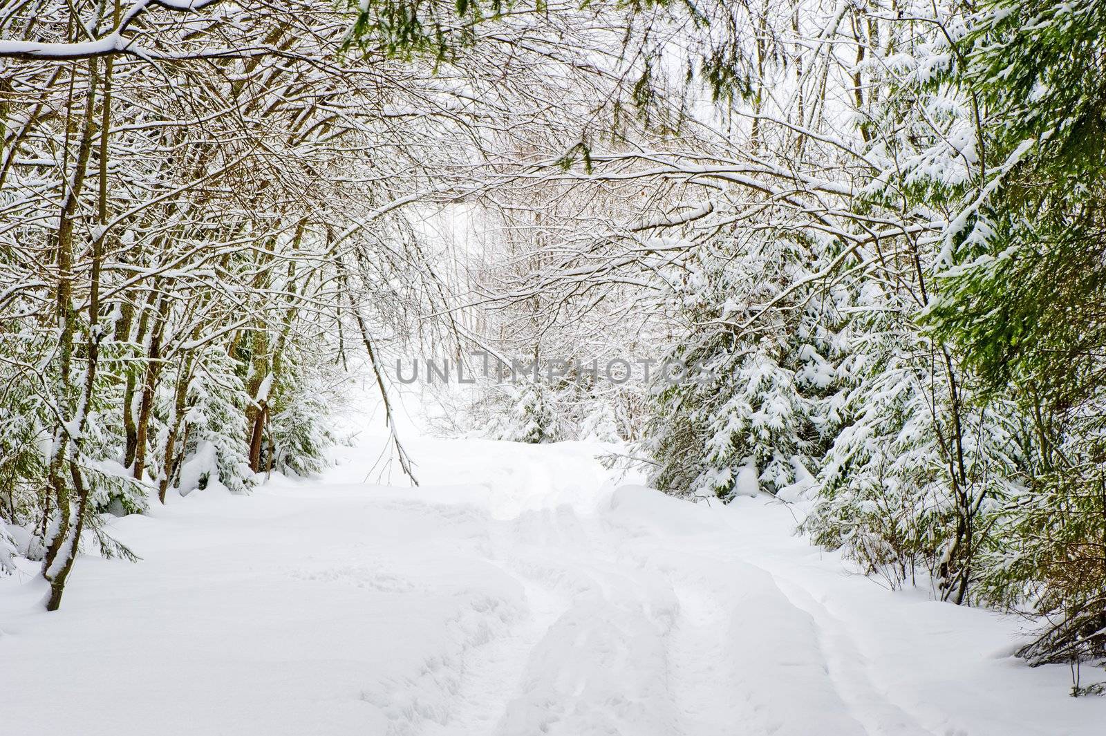 Winter road in a snowy forest