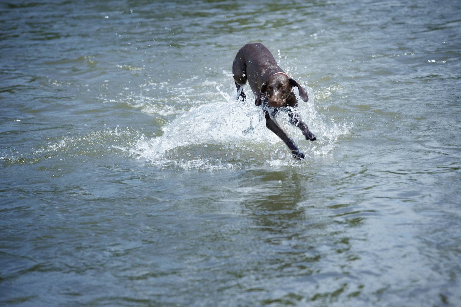 Kurzhaar dog playing and running in the water. Natural light and colors