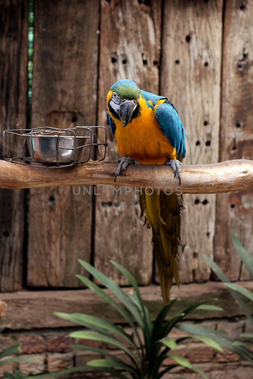 Yellow, Blue and Green Parrot by dwaschnig_photo