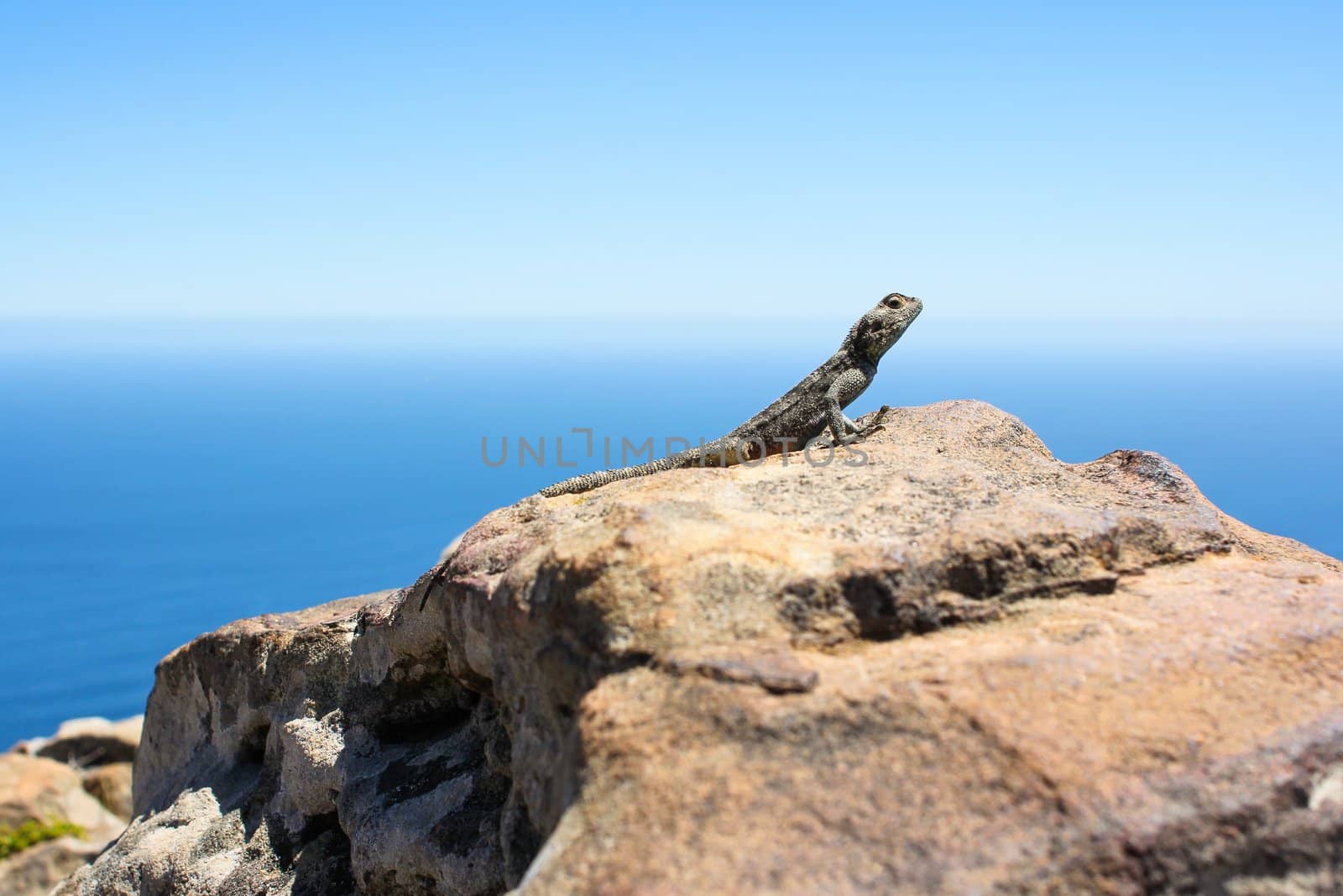 Gecko on a Rock in front of blue sky