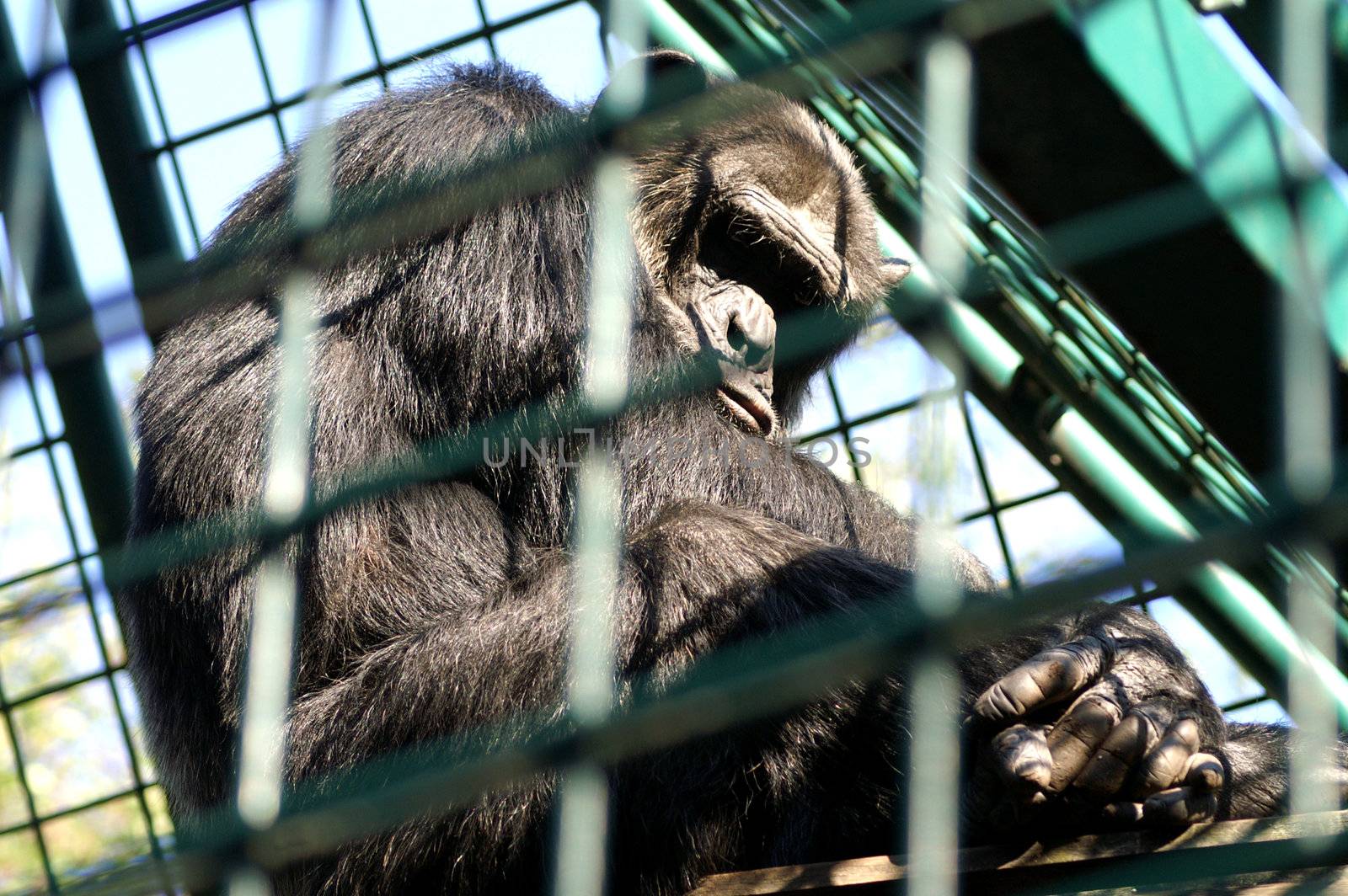 Monkey man in cage by photochecker