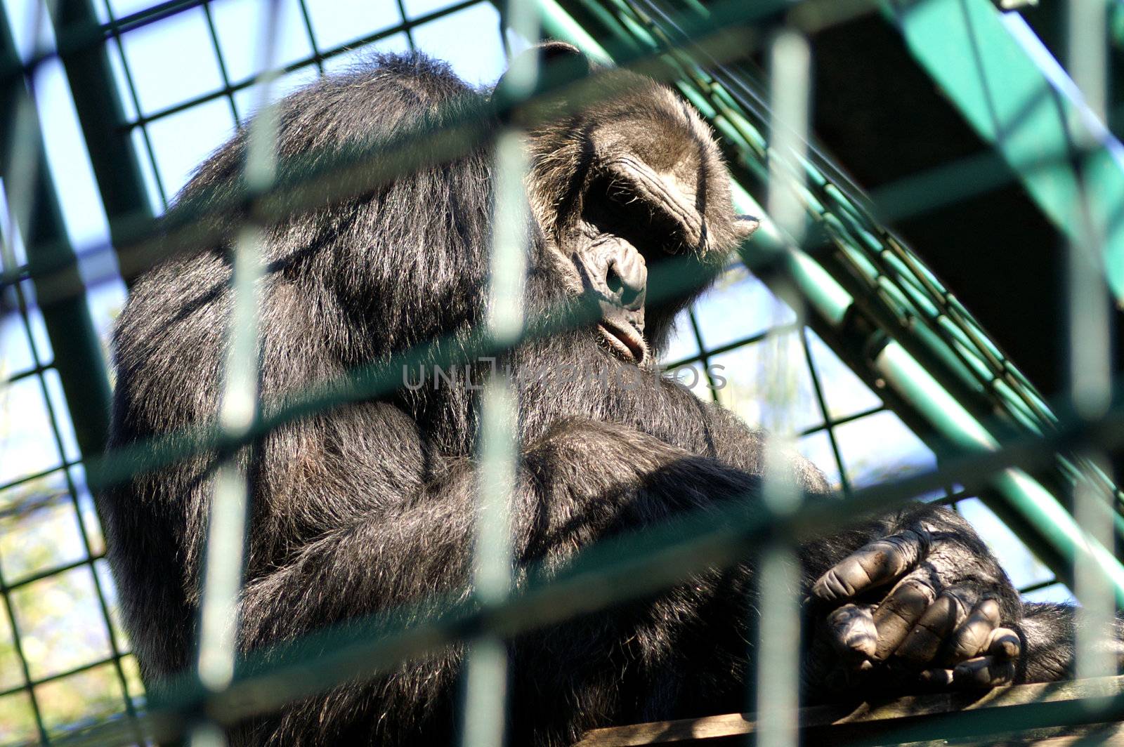 An African monkey in captivity at the zoo