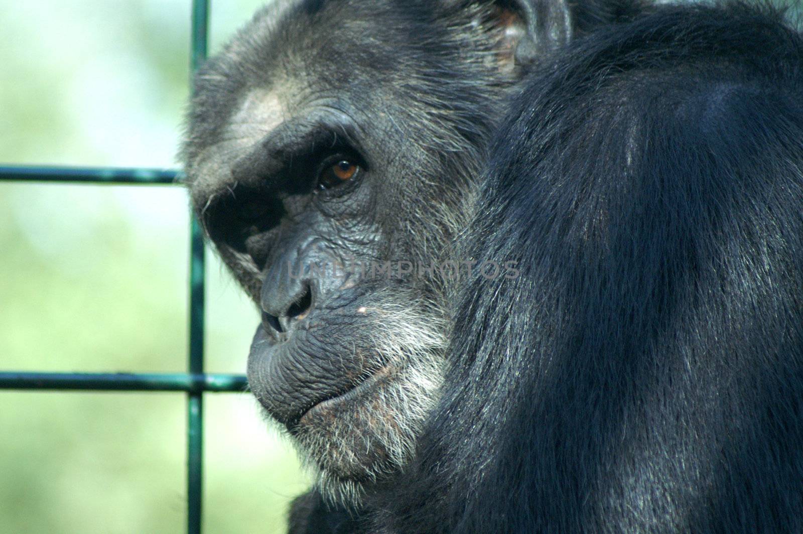 An African monkey in captivity at the zoo