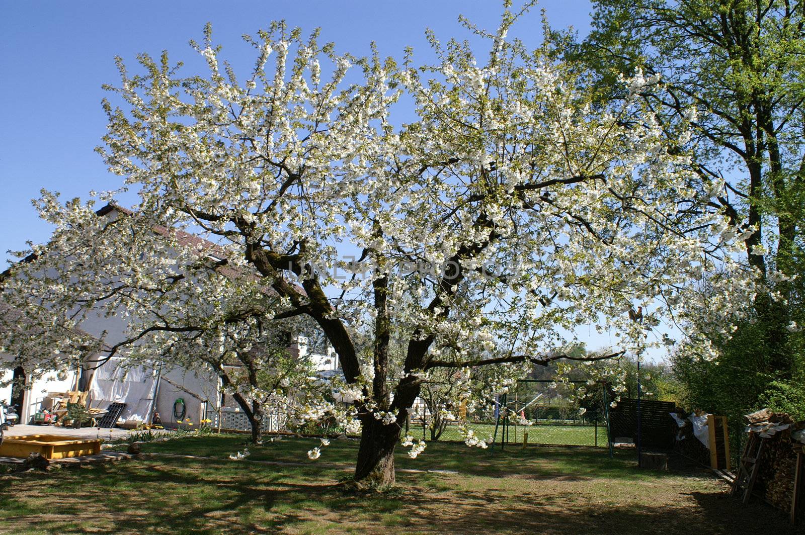 trees bloom in spring in fine weather