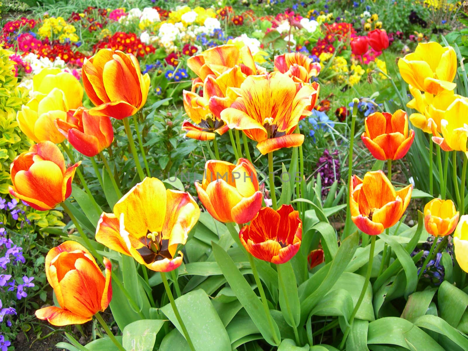 Variety of colourful spring flowers in a field.