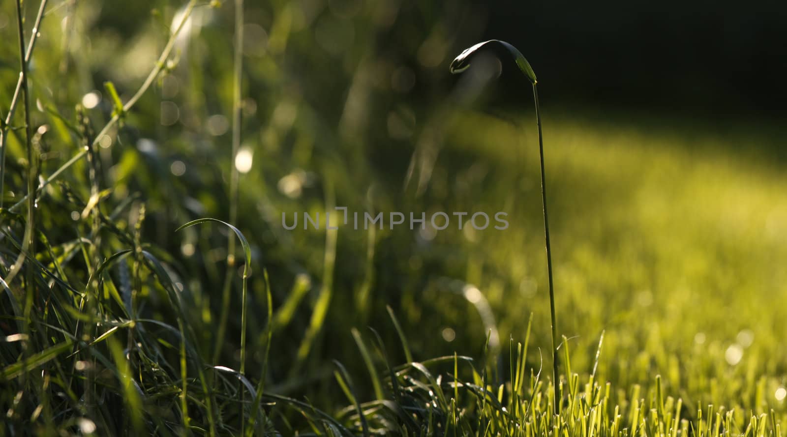 Green grass by ailani_graphics