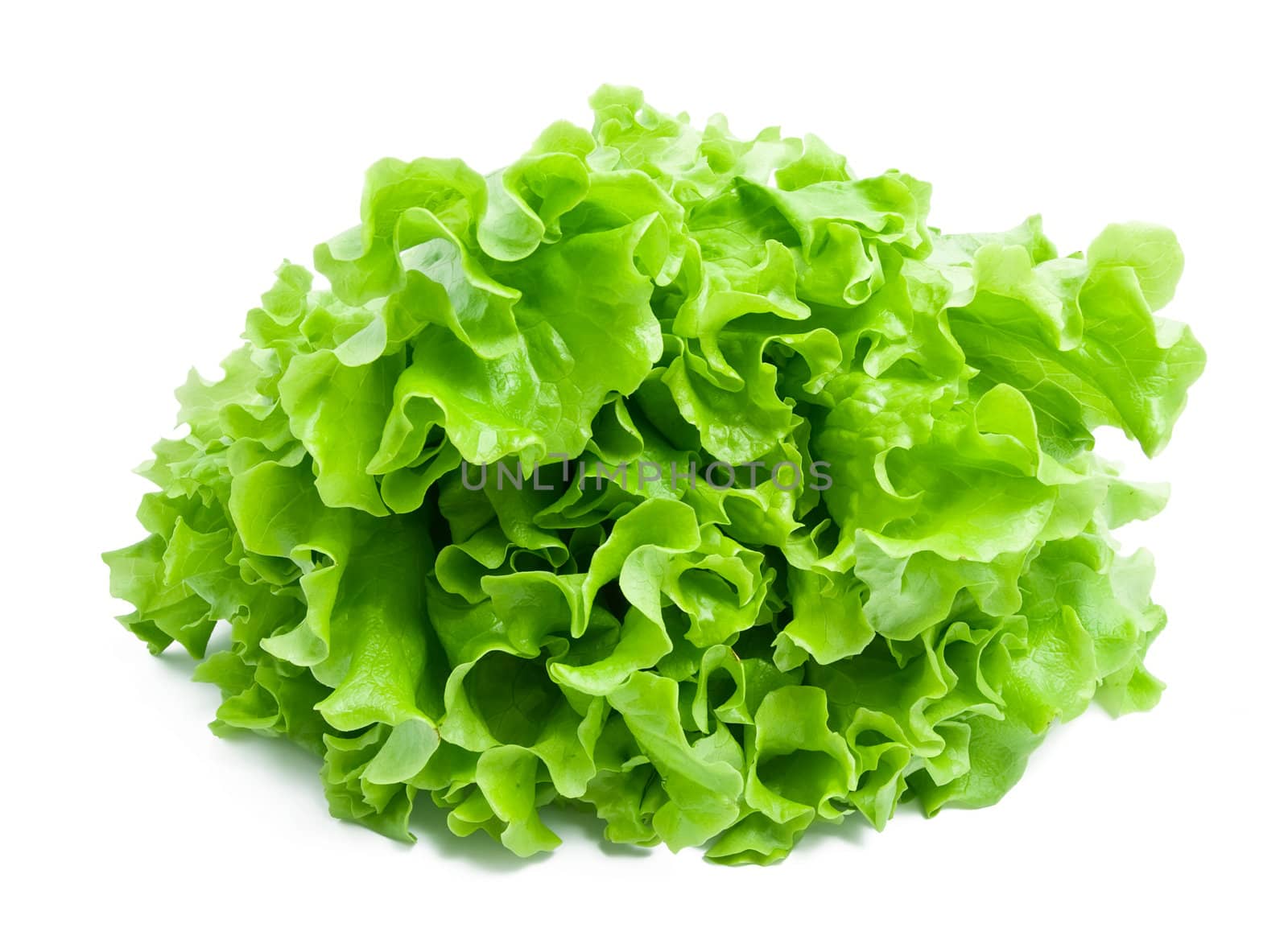 Fresh green Lettuce salad isolated on white background