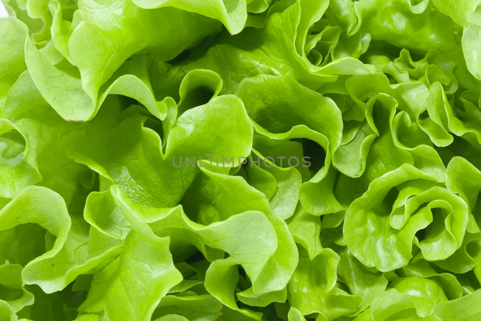 Fresh green Lettuce salad