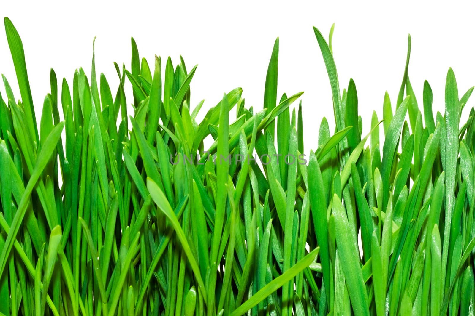 Fresh green grass on white background