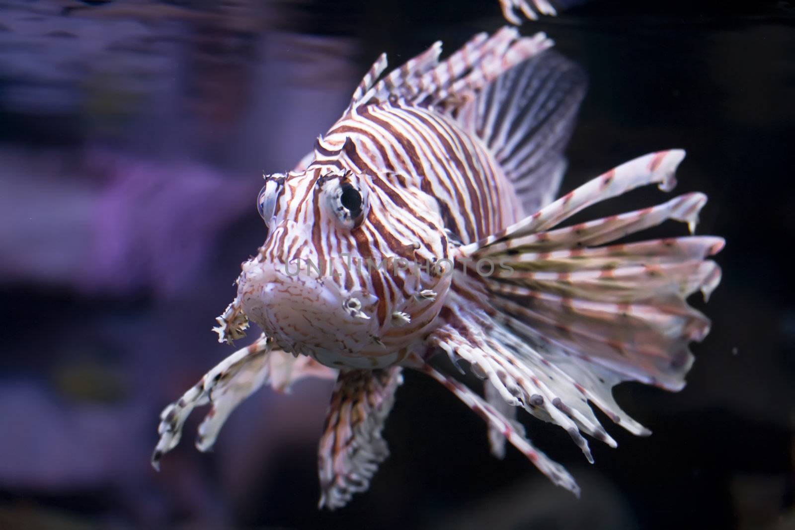 Beautiful and dangerous Lionfish (Pterois miles)