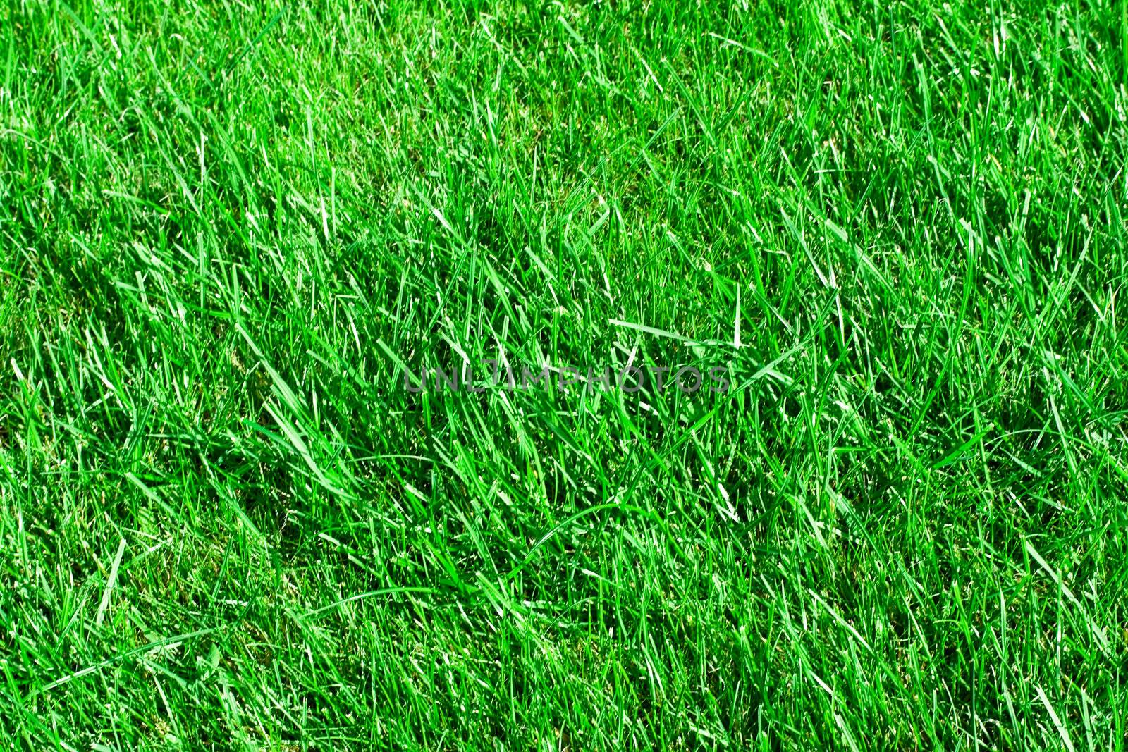  Green lawn. it can be used as background