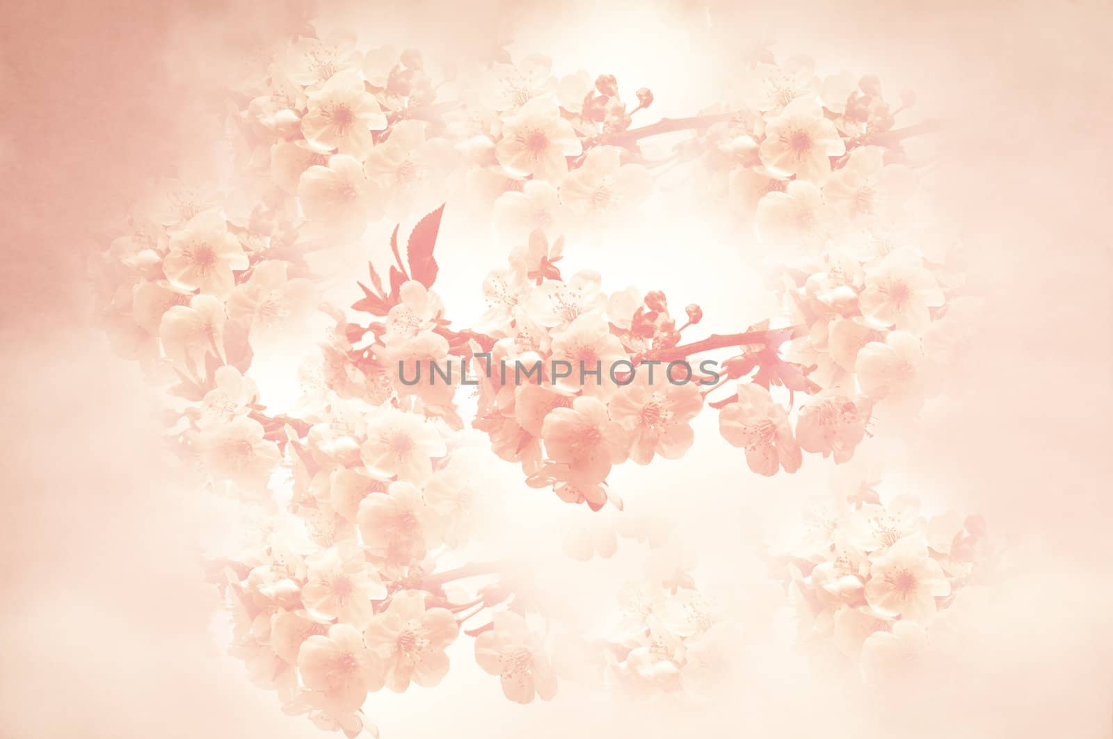 Romantic cherry blossom background texture in pink