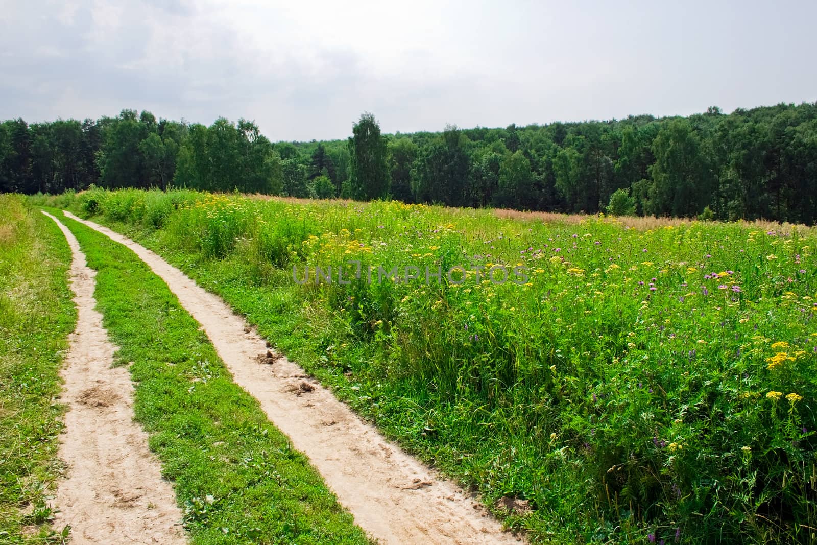 typical Russian landscape with a road across a green field