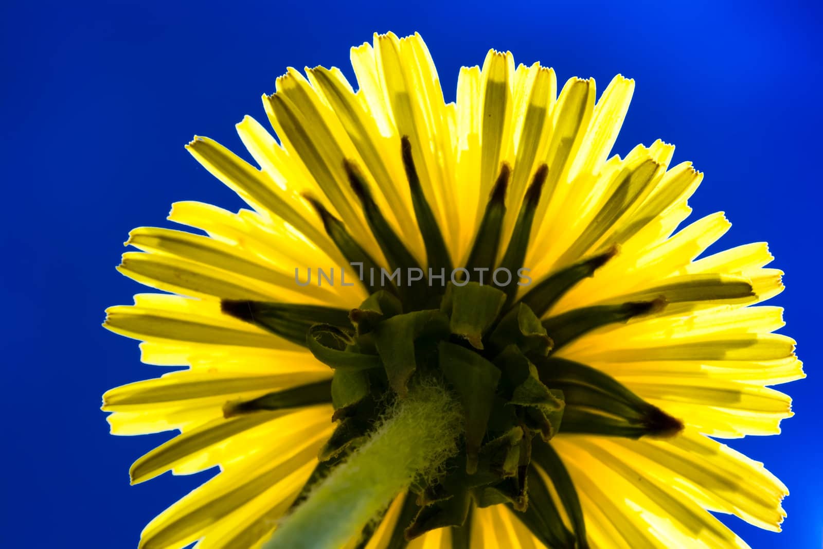 Yellow sunny dandelion flower close up