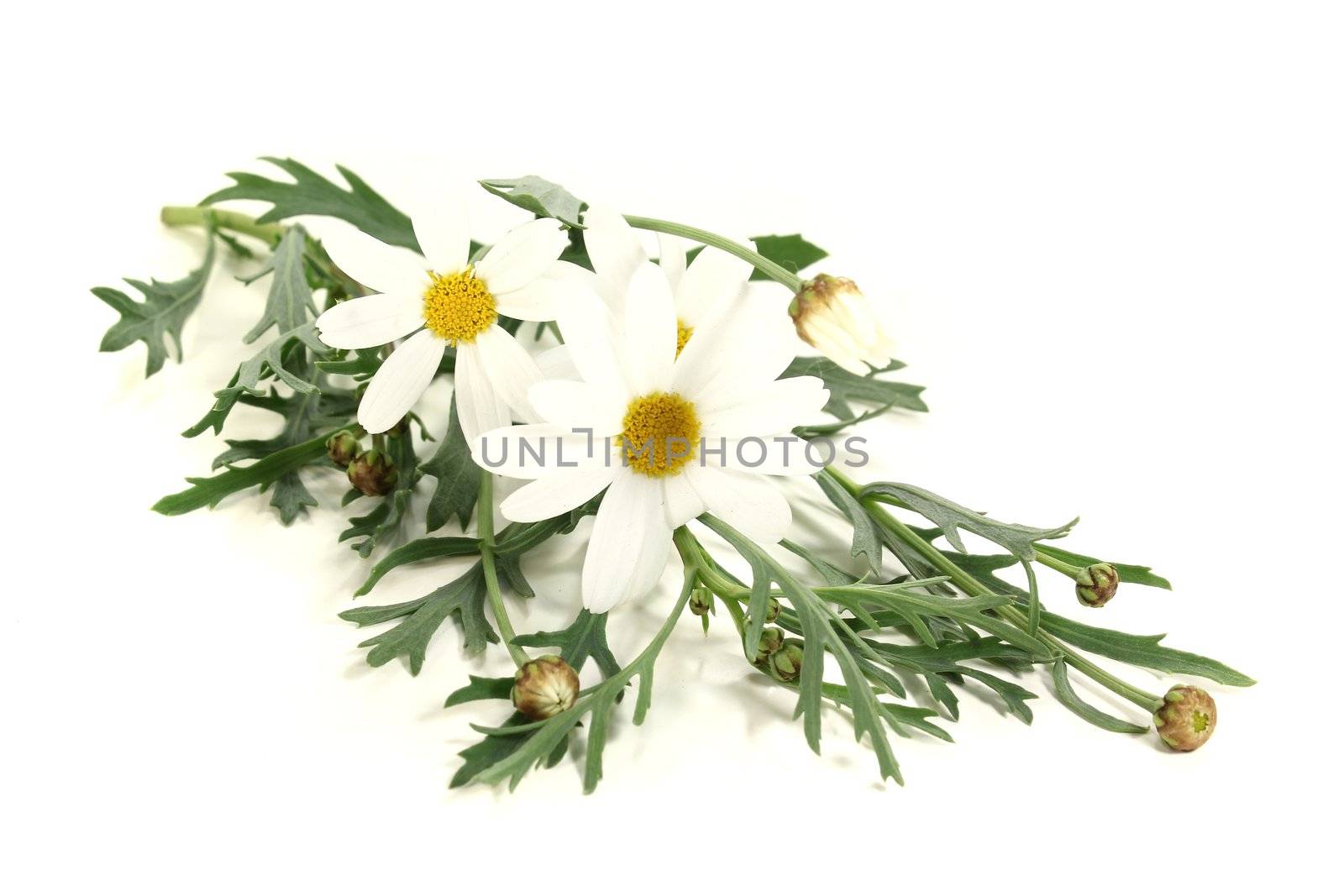 white Marguerites with leaves on a light background