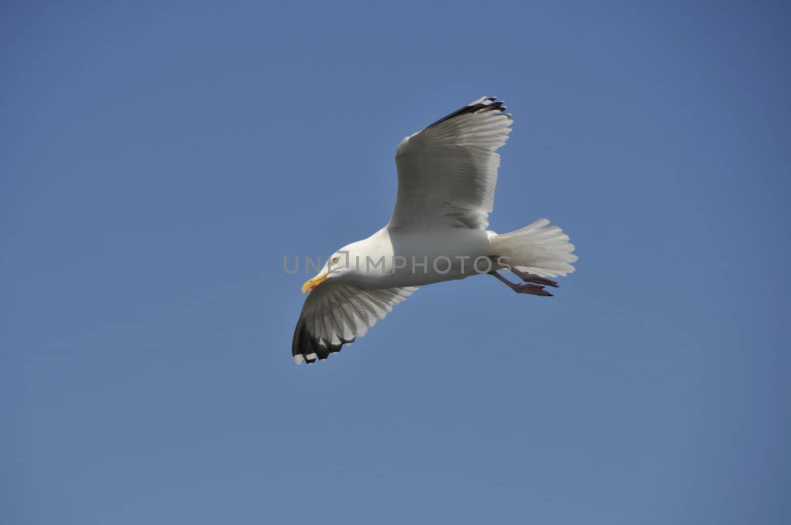 seagull flying in the blue sky by compuinfoto