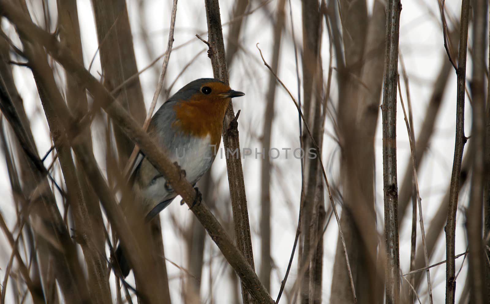 robin in  a tree by compuinfoto