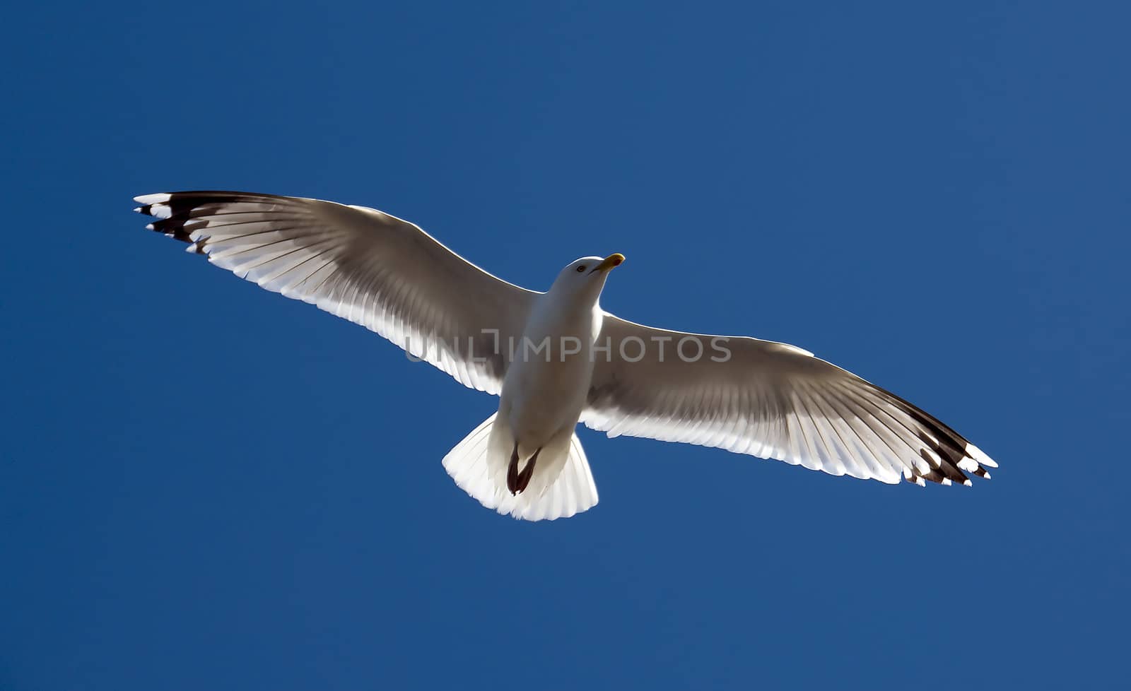 seagull flying in the blue sky