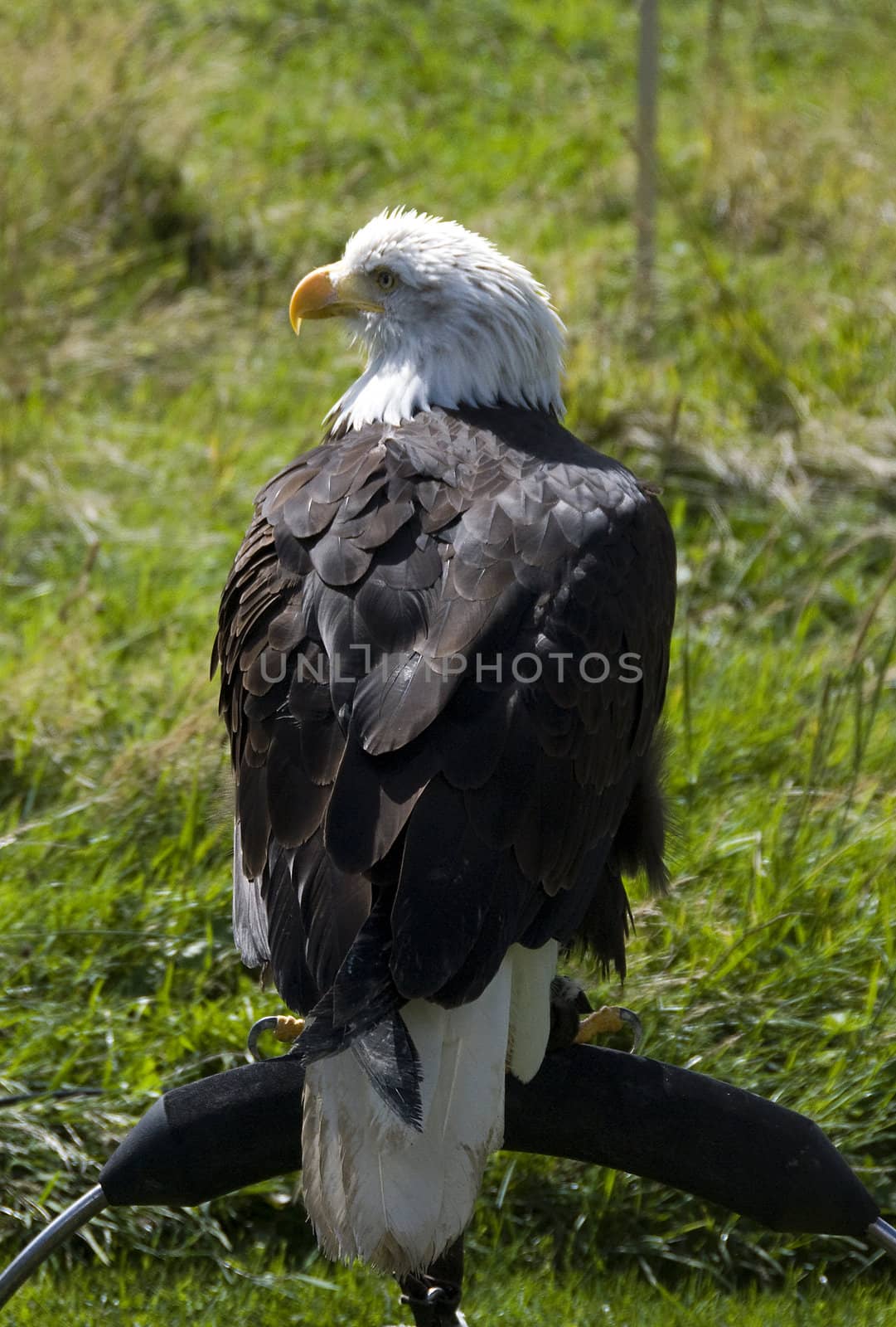 sea eagle on a bird show with blur background
