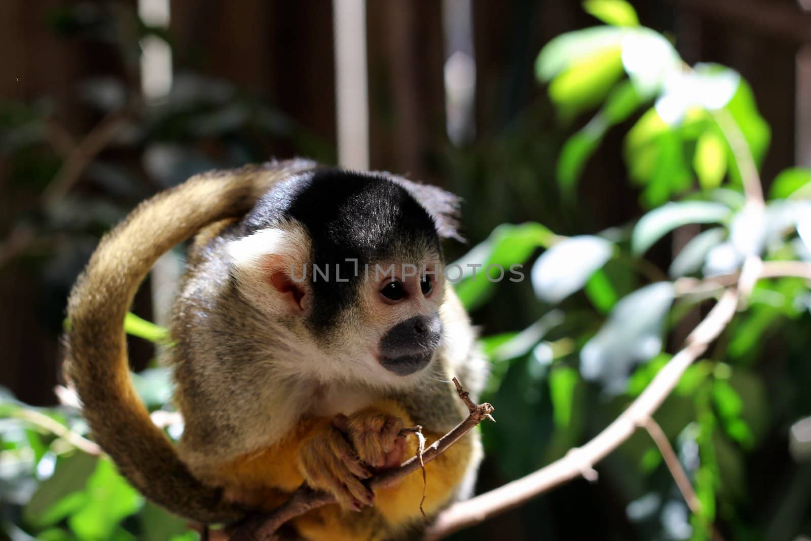 Common Marmoset (Callithrix jacchus jacchus) sitting on a Branch at World of Birds