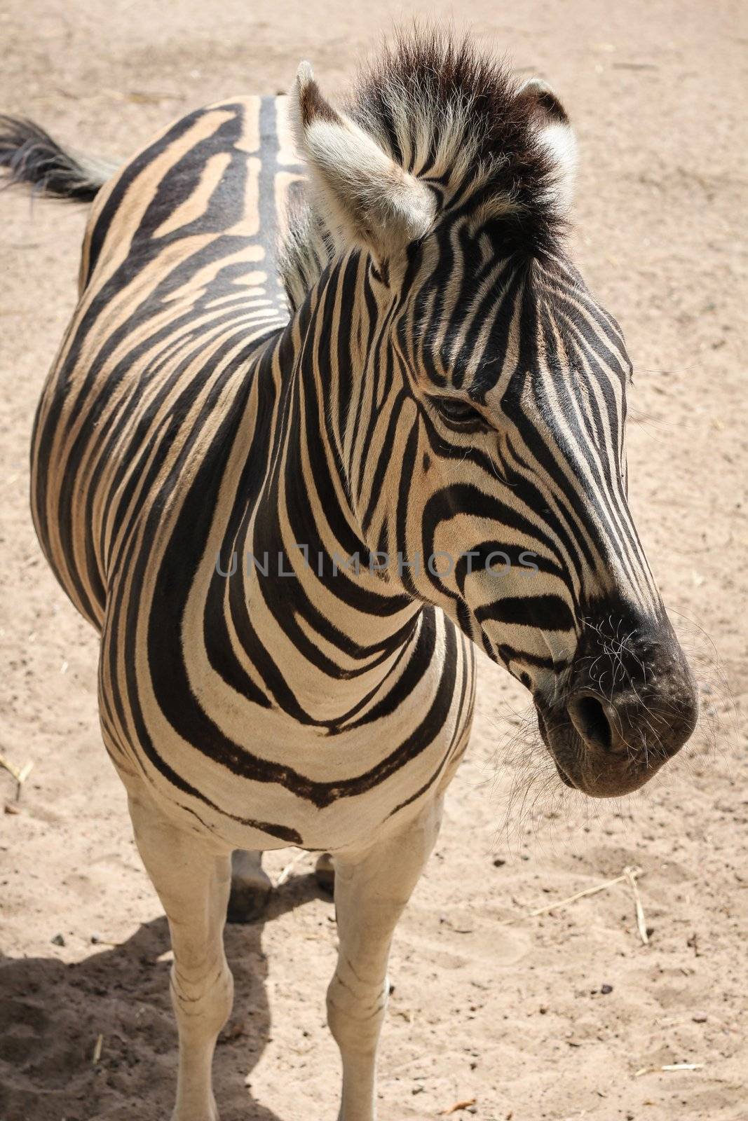 Standing Zebra by dwaschnig_photo