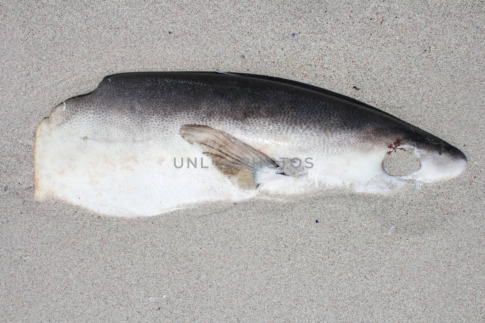 Dead Fish lying at the beach of Kommetjie, Cape Town, South Africa