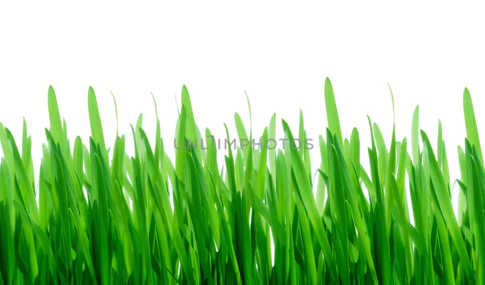 Green grass