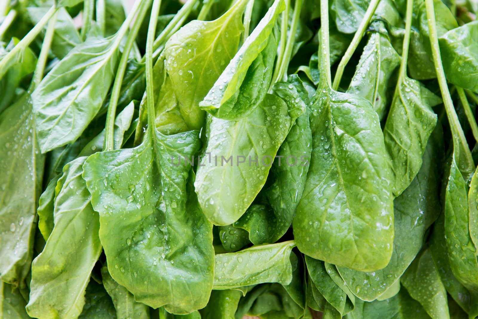 Fresh Spinach